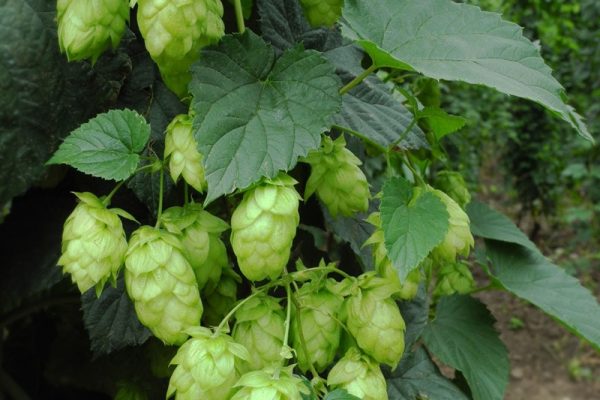 Regeling ongedekte vaste kosten land- en tuinbouwbedrijven geldt ook in derde kwartaal